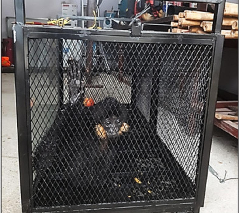 Vượn đen má hung quý hiếm xuất hiện trong khu dân cư ở Đà Nẵng