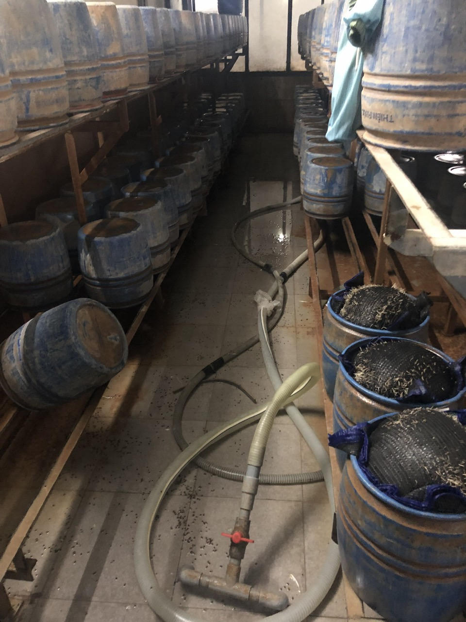 Phát hiện 2 cơ sở sản xuất giá đỗ dùng chất cấm dễ gây ngộ độc