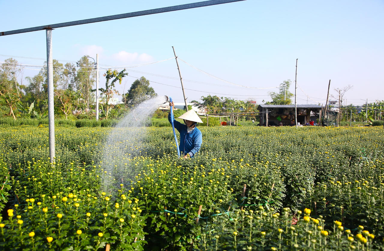 Làng hoa lớn nhất Đà Nẵng tất bật những ngày cận Tết 