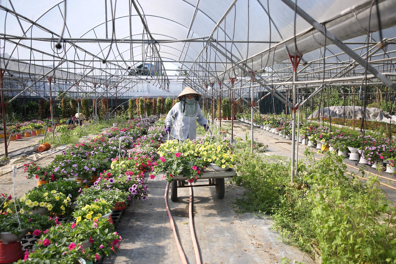 Làng hoa lớn nhất Đà Nẵng tất bật những ngày cận Tết 