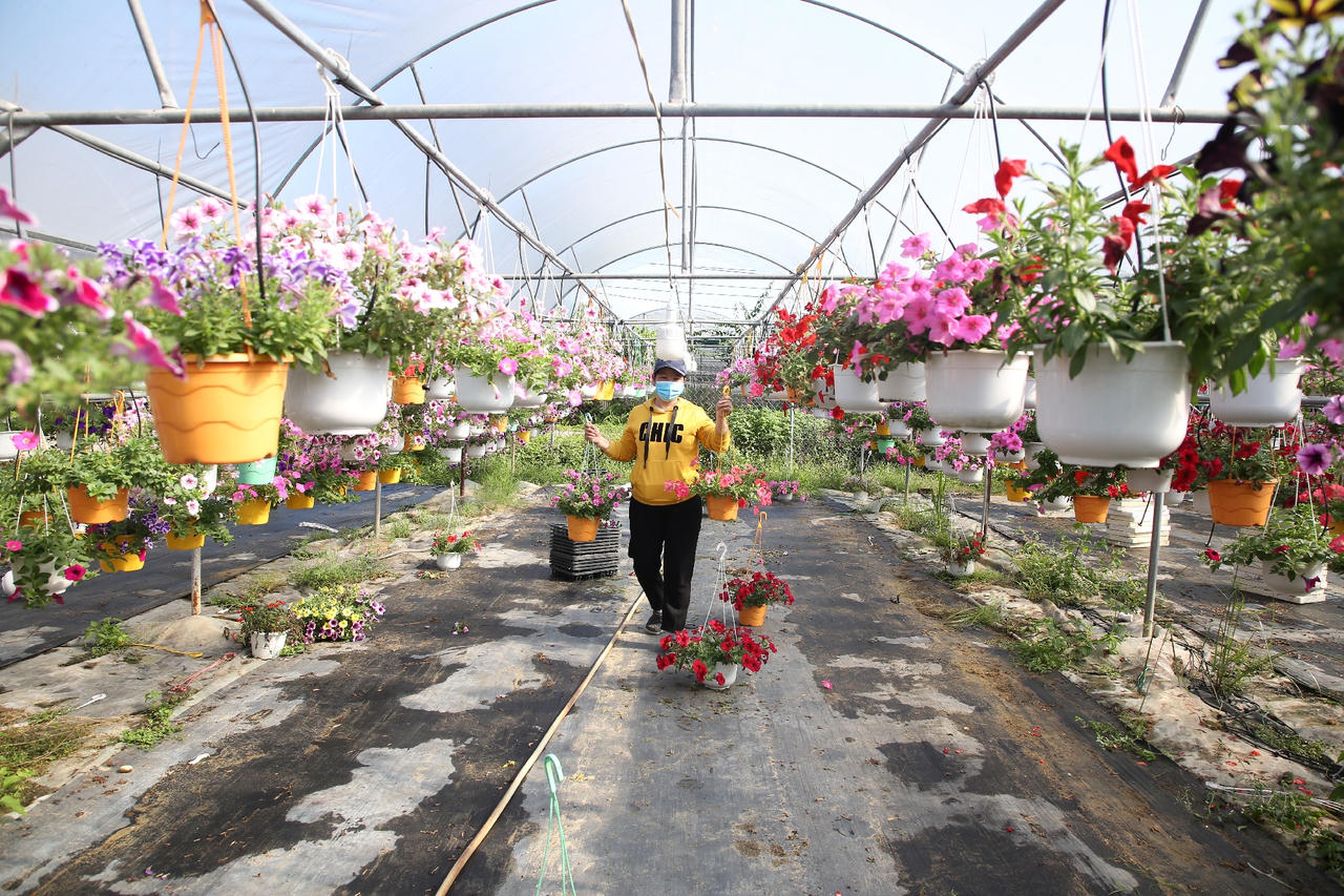 Làng hoa lớn nhất Đà Nẵng tất bật những ngày cận Tết 