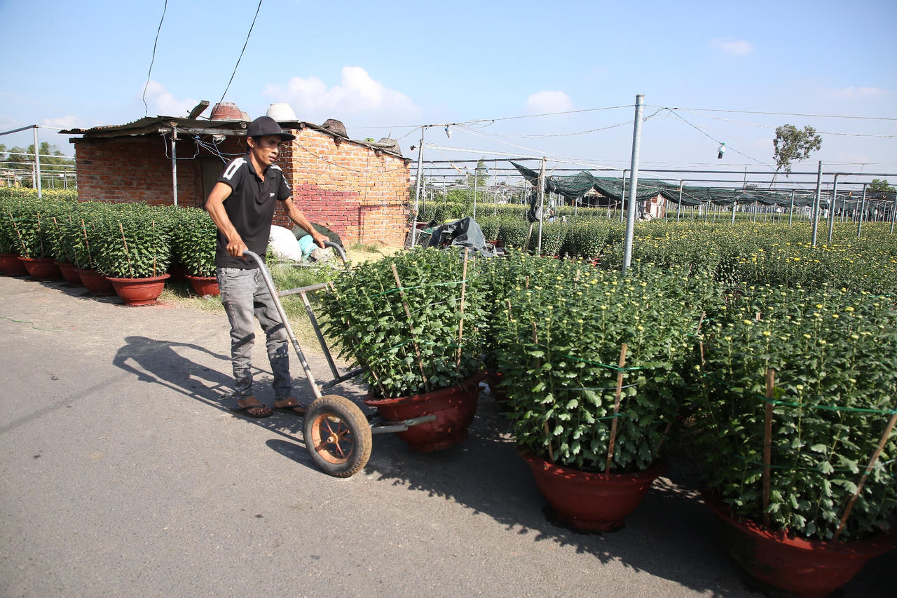 Làng hoa lớn nhất Đà Nẵng tất bật những ngày cận Tết 