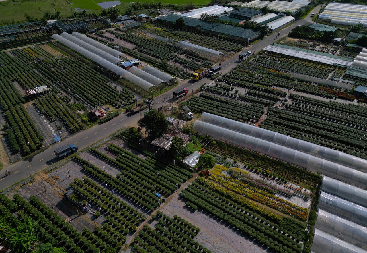 Làng hoa lớn nhất Đà Nẵng tất bật những ngày cận Tết 