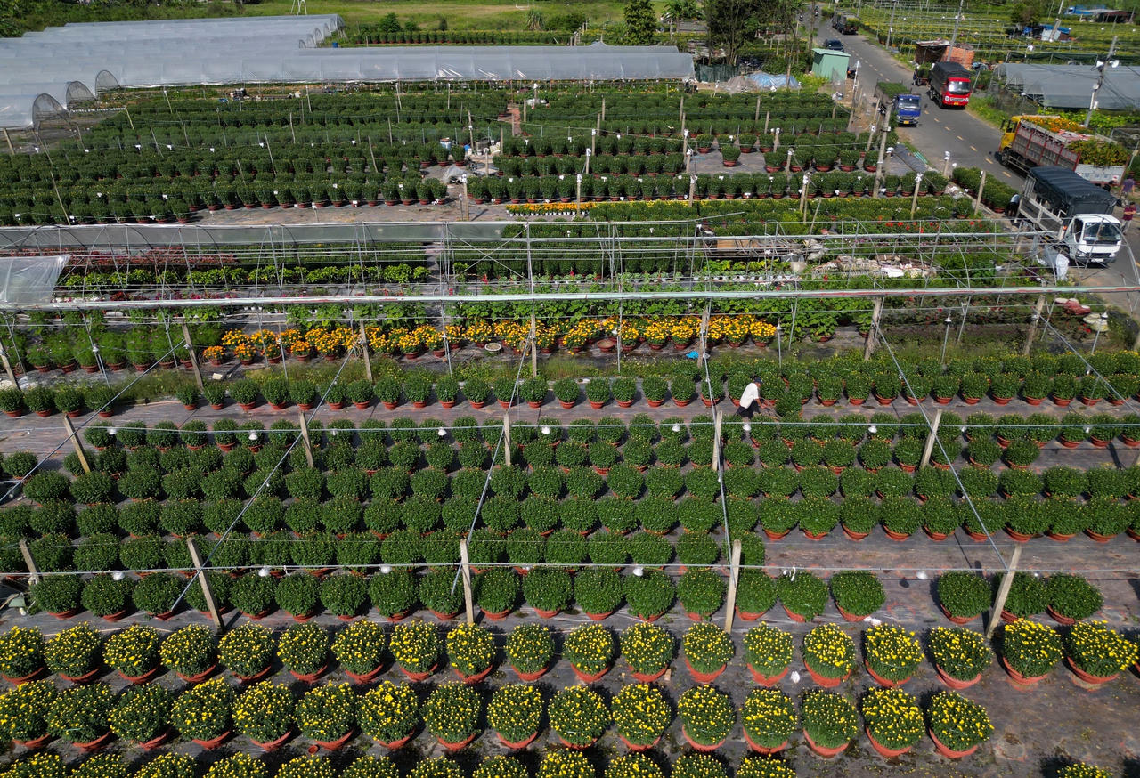 Làng hoa lớn nhất Đà Nẵng tất bật những ngày cận Tết 