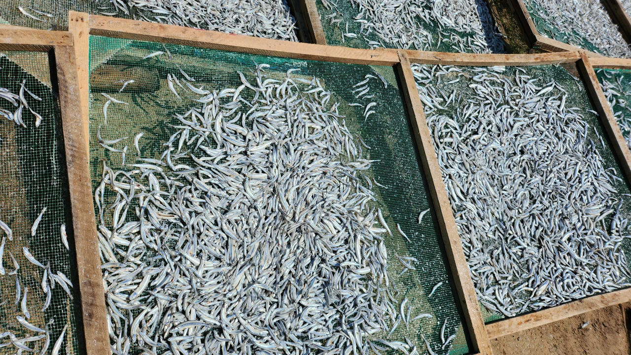 Ngư dân làng biển Quảng Ngãi trúng đậm mùa cá cơm