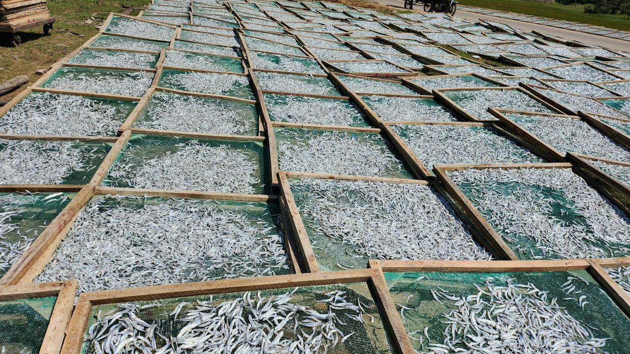 Ngư dân làng biển Quảng Ngãi trúng đậm mùa cá cơm