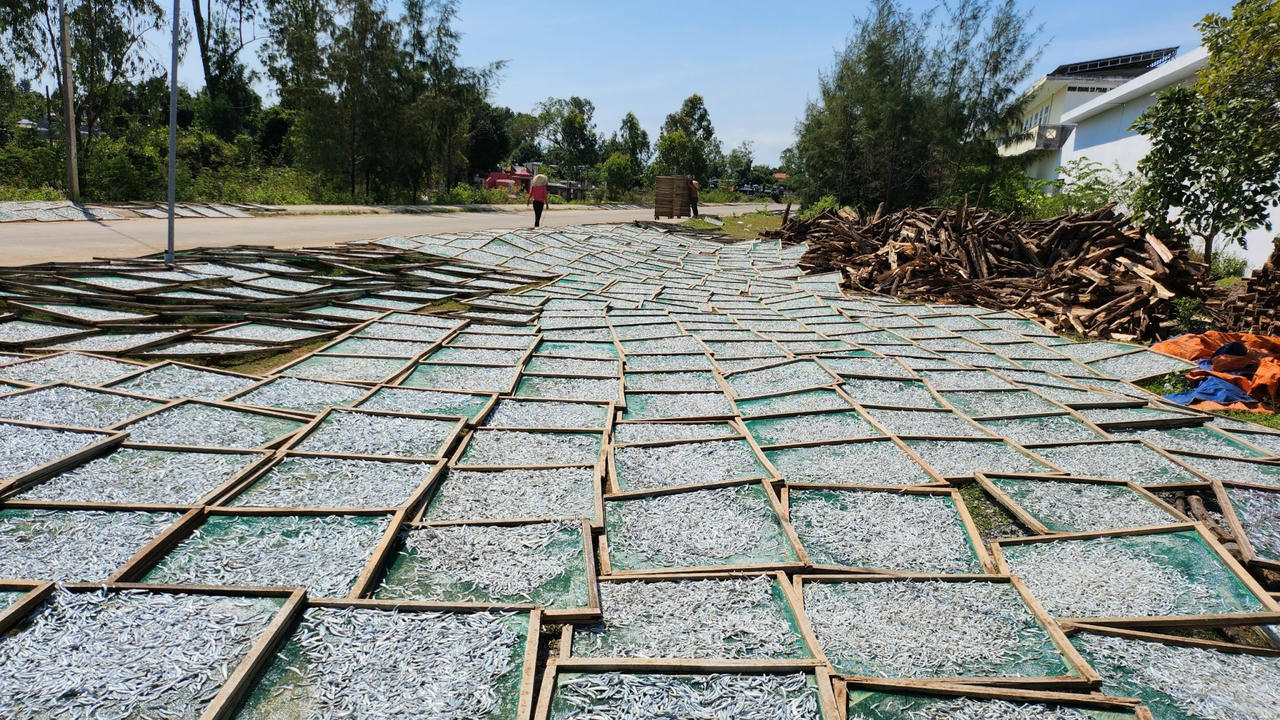 Ngư dân làng biển Quảng Ngãi trúng đậm mùa cá cơm