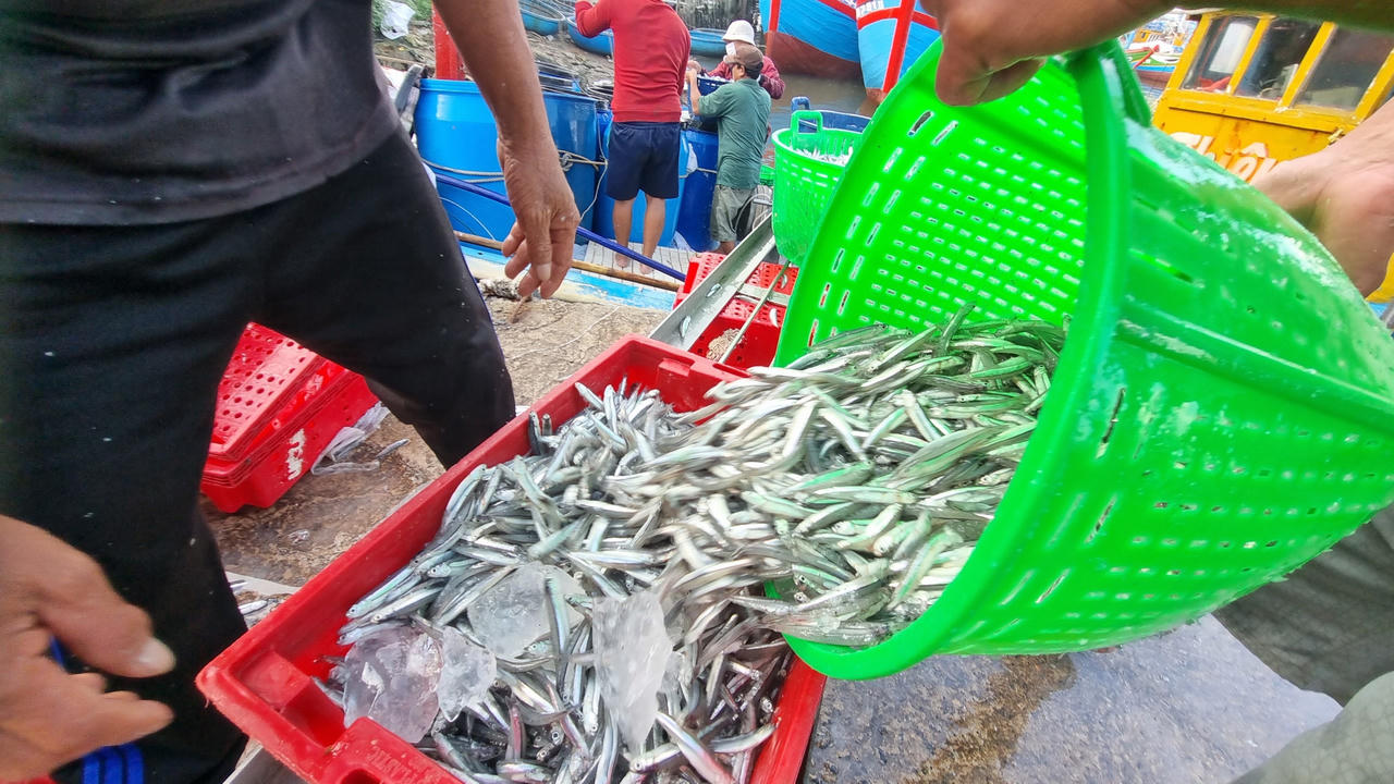 Ngư dân làng biển Quảng Ngãi trúng đậm mùa cá cơm