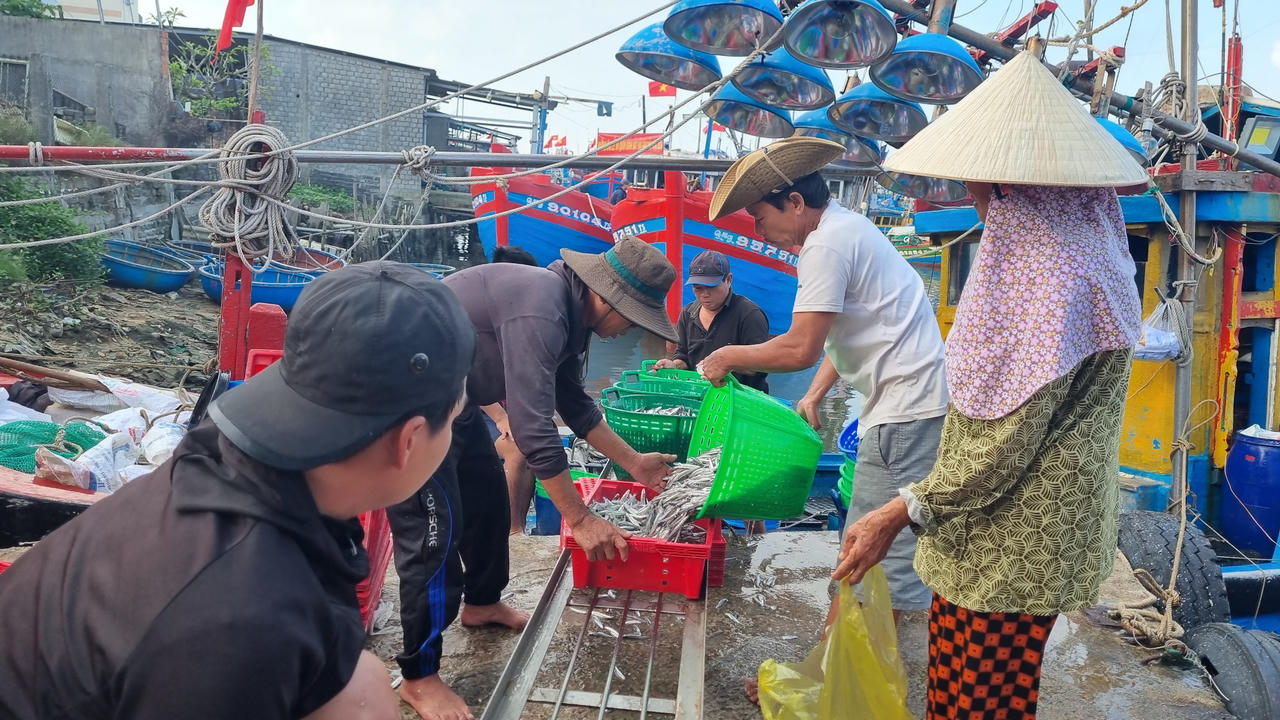 Ngư dân làng biển Quảng Ngãi trúng đậm mùa cá cơm