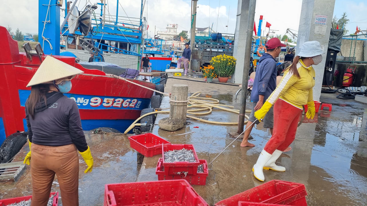 Ngư dân làng biển Quảng Ngãi trúng đậm mùa cá cơm