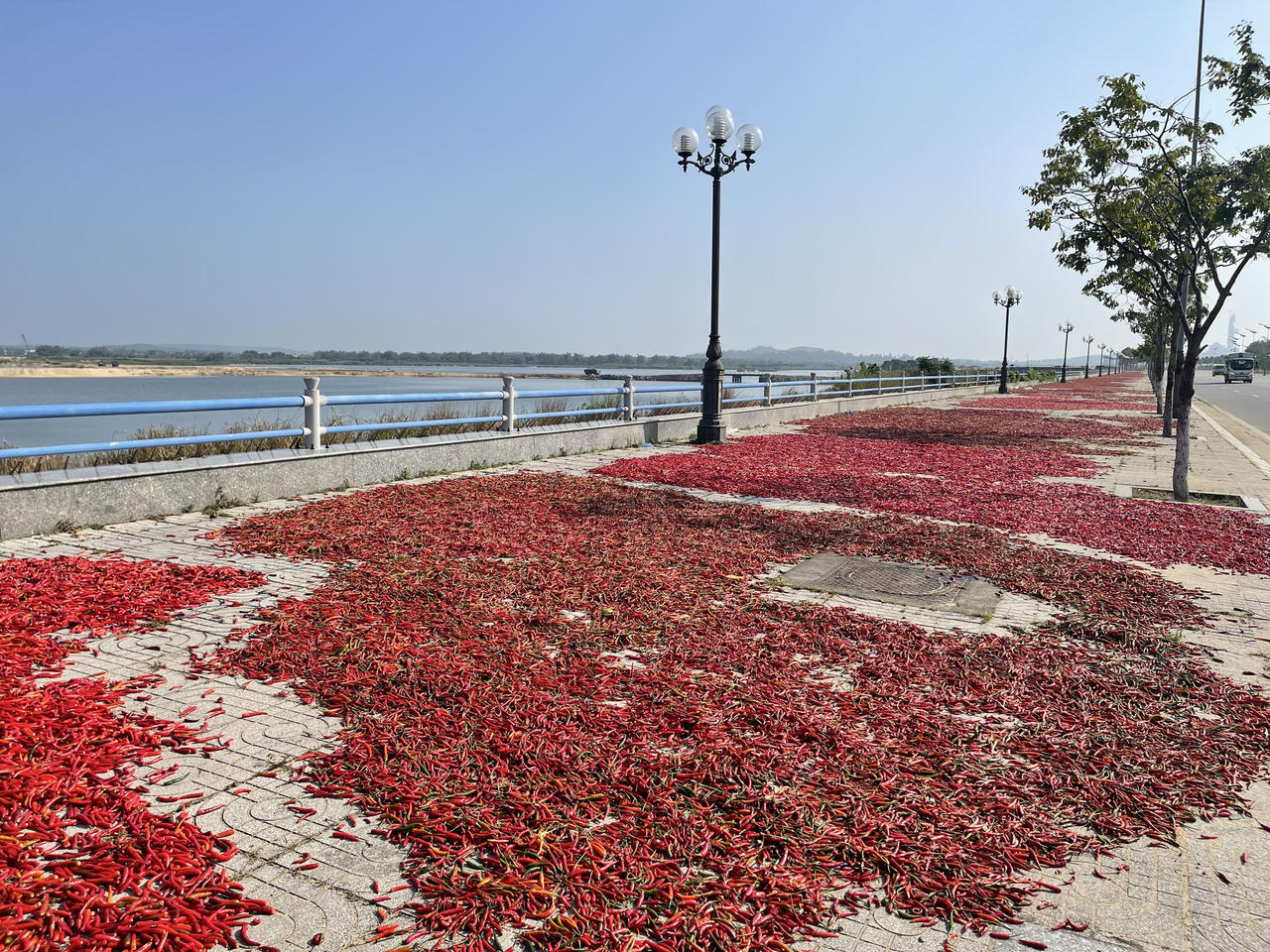 Điệp khúc ớt được mùa nhưng rớt giá, nông dân Quảng Ngãi lo lắng