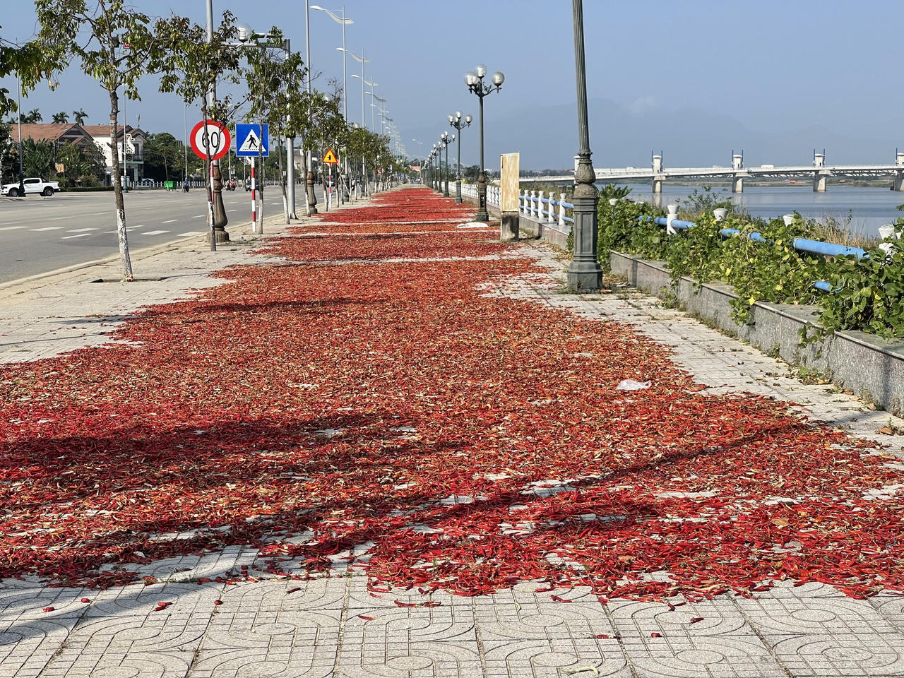 Điệp khúc ớt được mùa nhưng rớt giá, nông dân Quảng Ngãi lo lắng