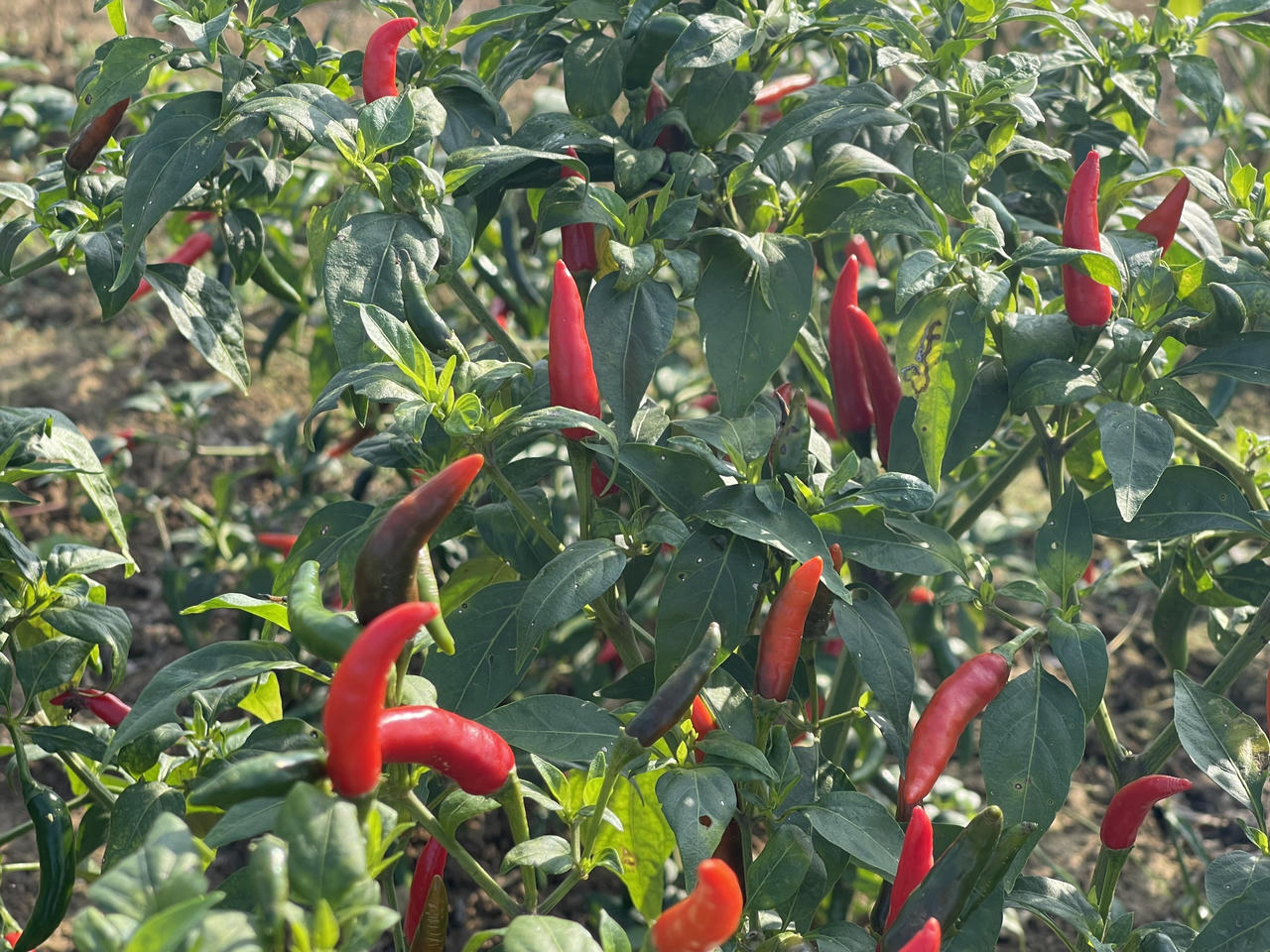 Điệp khúc ớt được mùa nhưng rớt giá, nông dân Quảng Ngãi lo lắng