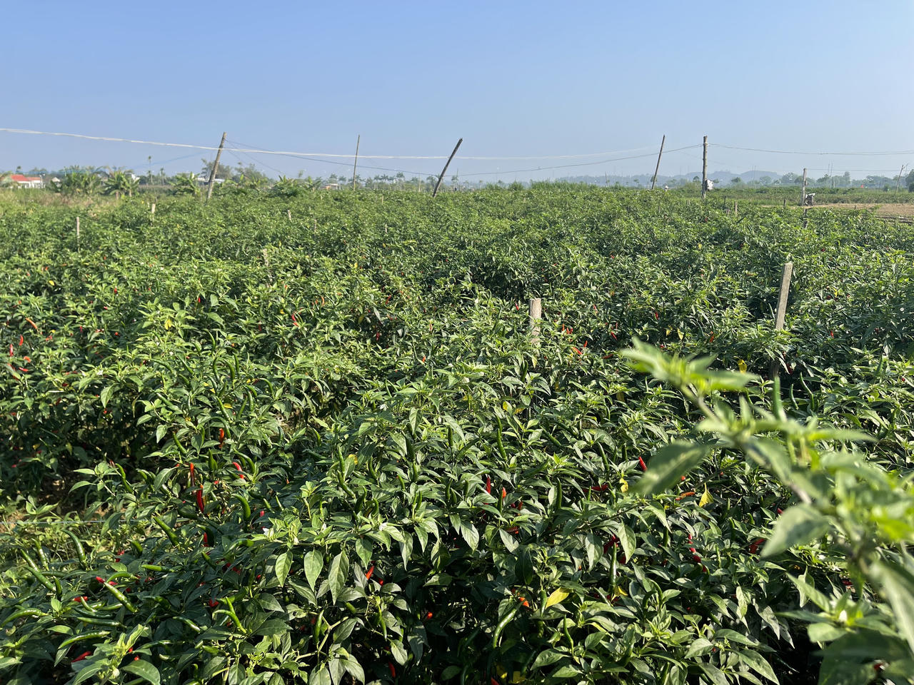 Điệp khúc ớt được mùa nhưng rớt giá, nông dân Quảng Ngãi lo lắng