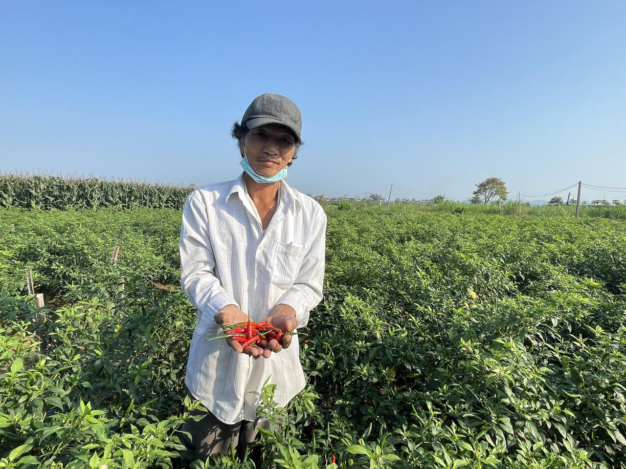 Điệp khúc ớt được mùa nhưng rớt giá, nông dân Quảng Ngãi lo lắng