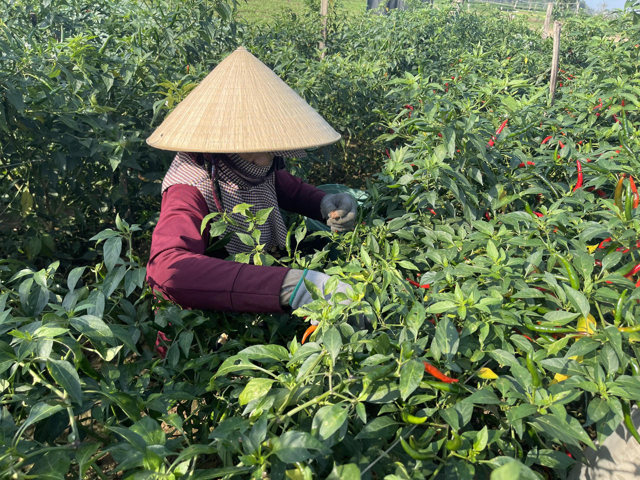 Điệp khúc ớt được mùa nhưng rớt giá, nông dân Quảng Ngãi lo lắng