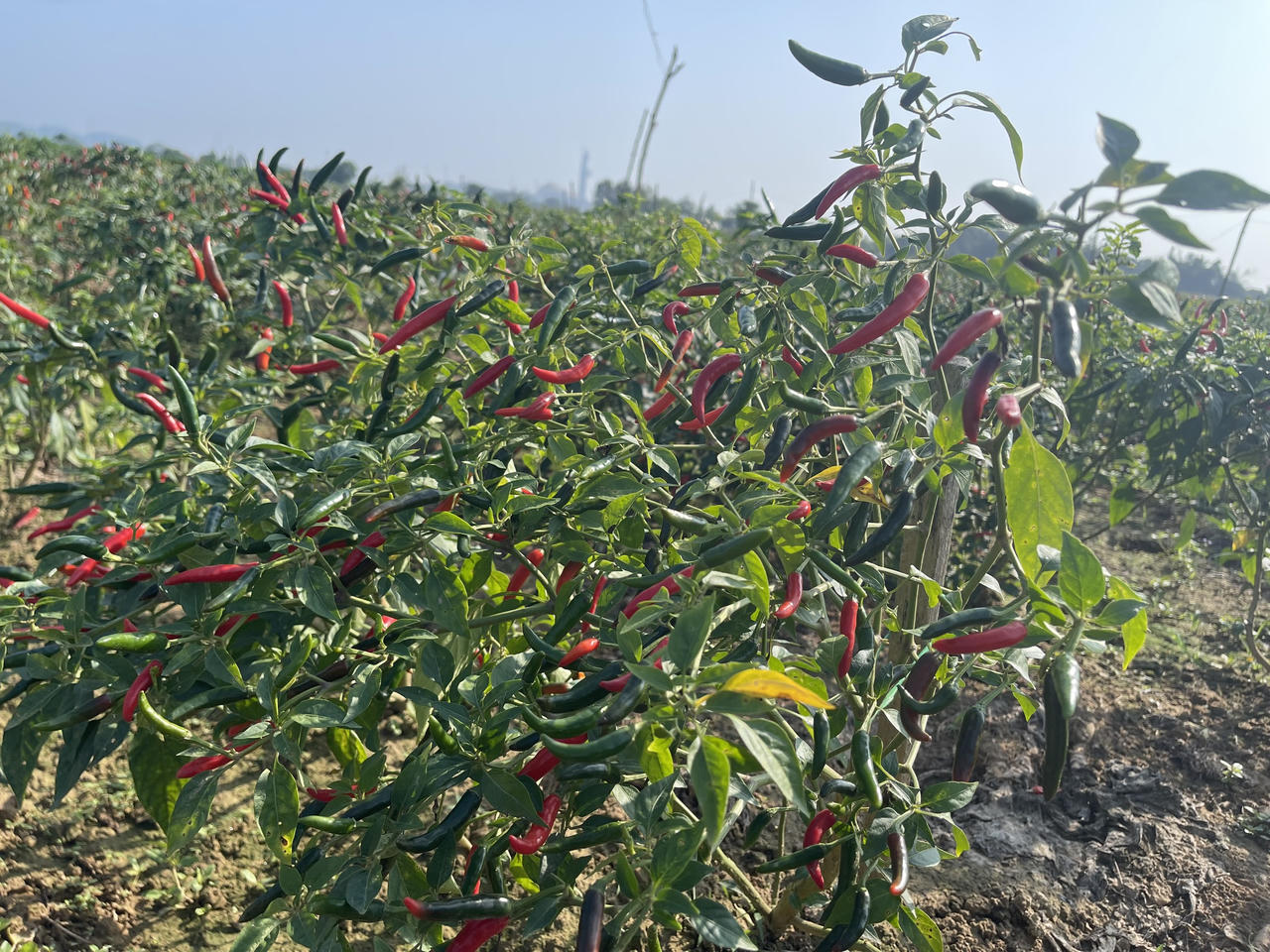 Điệp khúc ớt được mùa nhưng rớt giá, nông dân Quảng Ngãi lo lắng