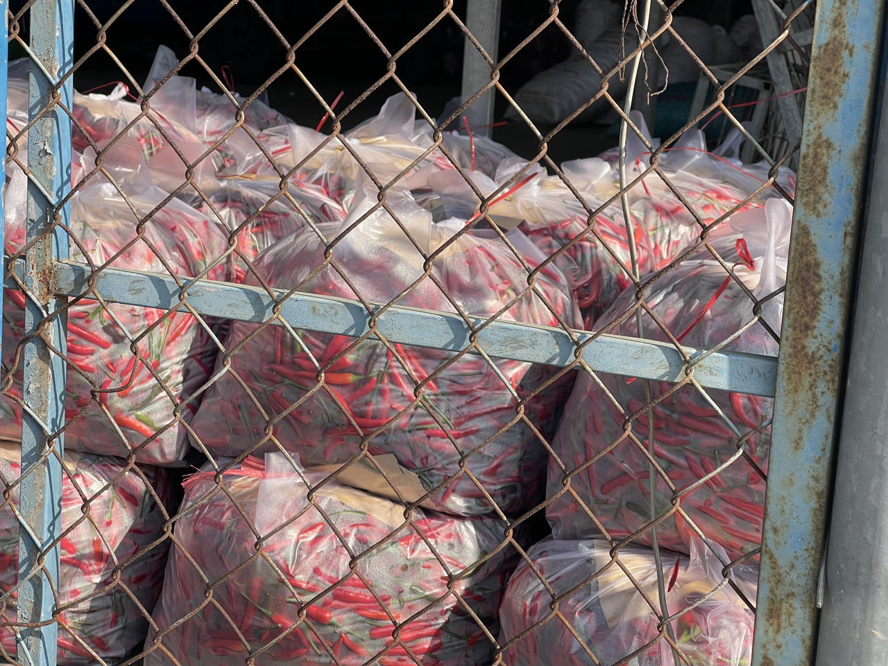 Điệp khúc ớt được mùa nhưng rớt giá, nông dân Quảng Ngãi lo lắng