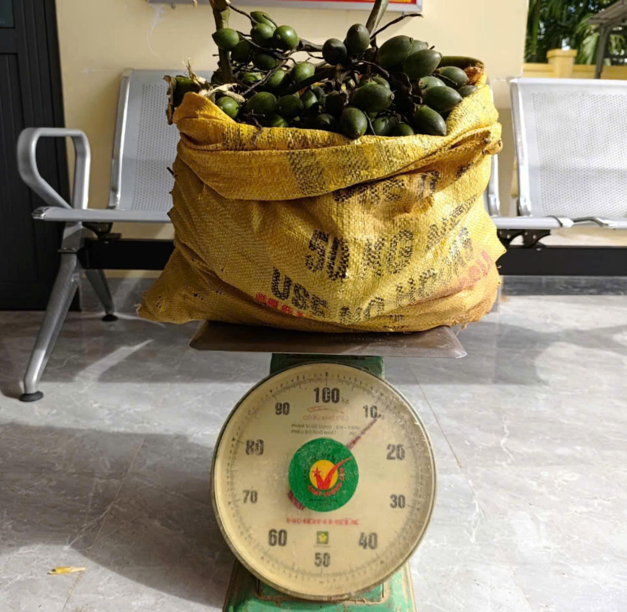 Giá tăng kỷ lục, Quảng Ngãi xuất hiện nhiều 'cau tặc'