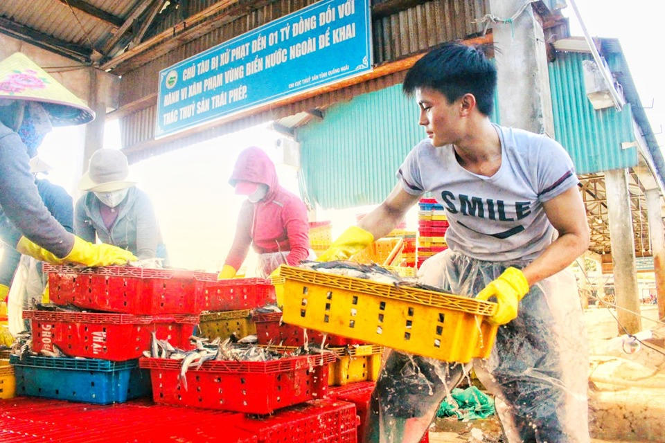 Ngư dân Quảng Ngãi bỏ dở phiên biển, hối hả ' chạy' bão Trà Mi