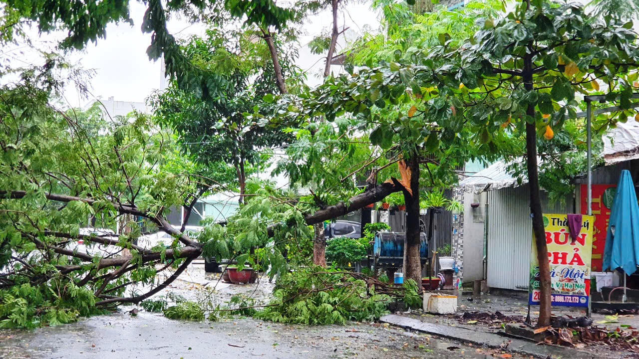 Bão Trà Mi áp sát, Đà Nẵng cây xanh ngã đổ, vùng biển Quảng Nam gió giật cấp 8
