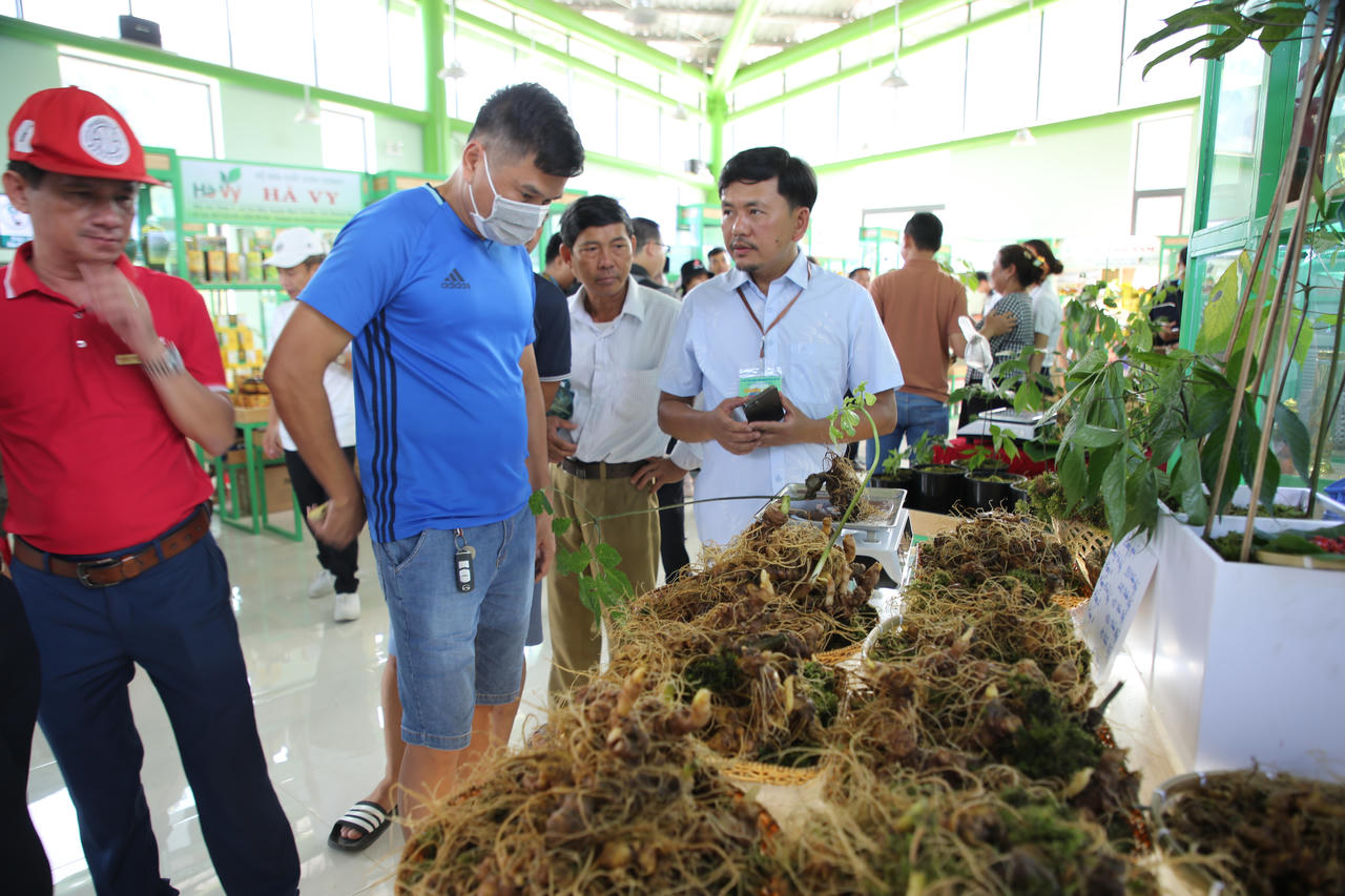 Quảng Nam đưa sâm Ngọc Linh thành sản phẩm mang thương hiệu quốc gia