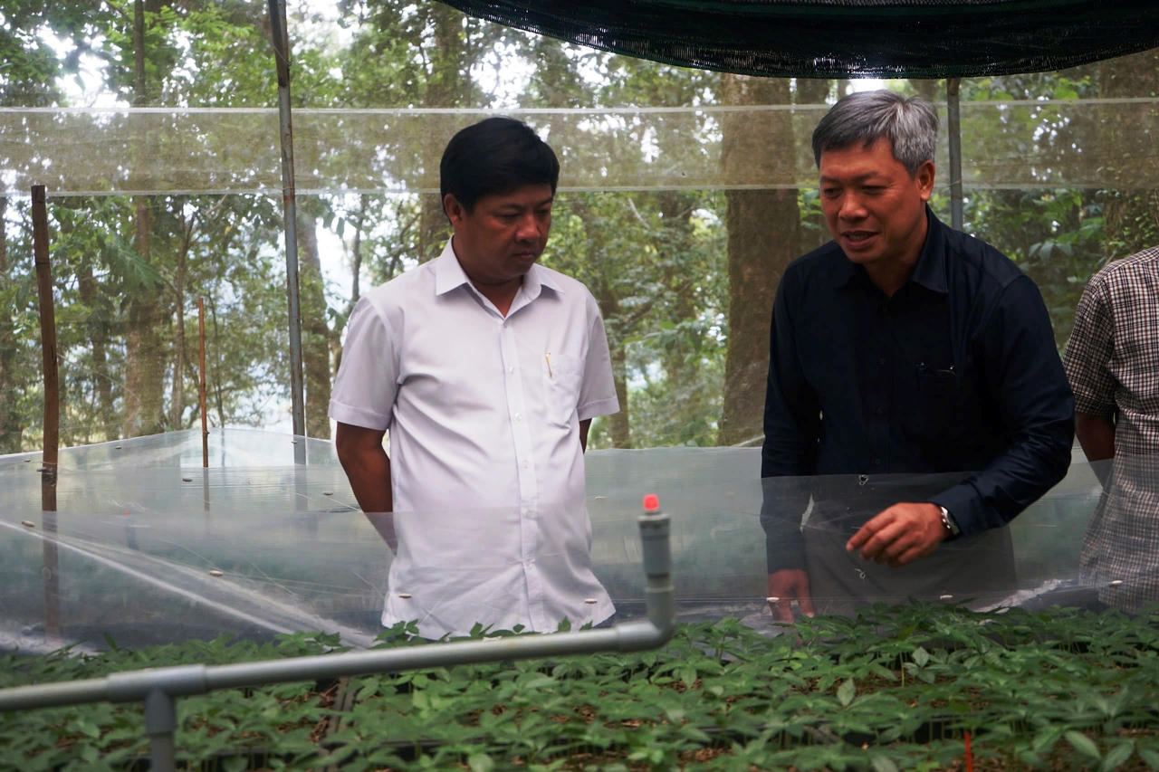 Quảng Nam đưa sâm Ngọc Linh thành sản phẩm mang thương hiệu quốc gia