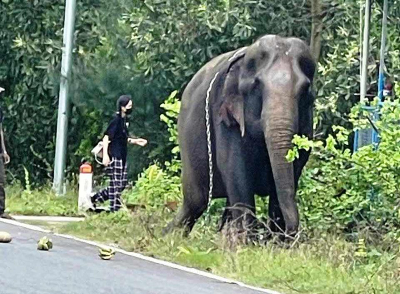 Voi xổng chuồng lang thang trên đường quốc lộ 14E ở Quảng Nam