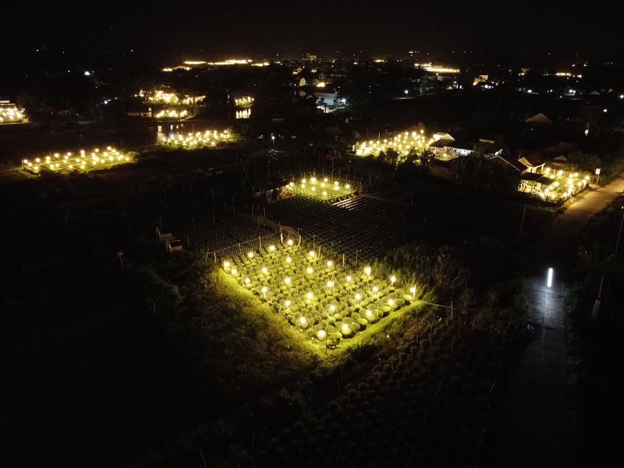 'Thủ phủ' hoa cúc Tết Quảng Ngãi rực sáng về đêm