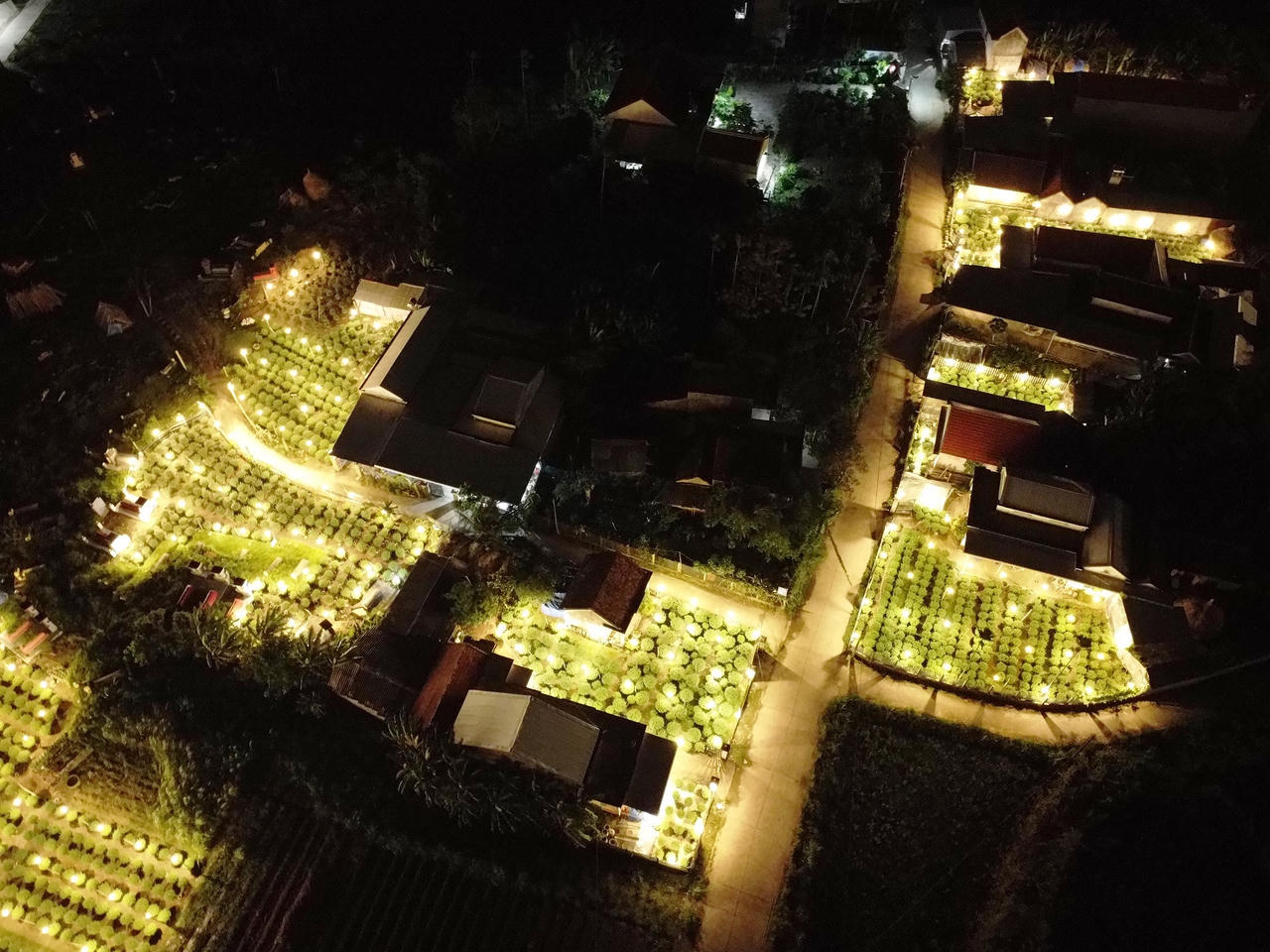 'Thủ phủ' hoa cúc Tết Quảng Ngãi rực sáng về đêm