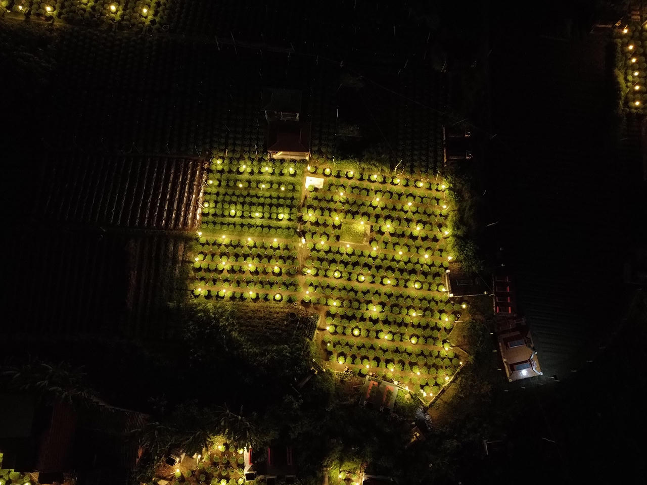 'Thủ phủ' hoa cúc Tết Quảng Ngãi rực sáng về đêm