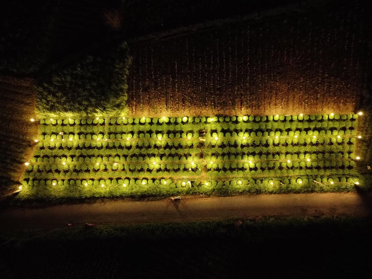 'Thủ phủ' hoa cúc Tết Quảng Ngãi rực sáng về đêm