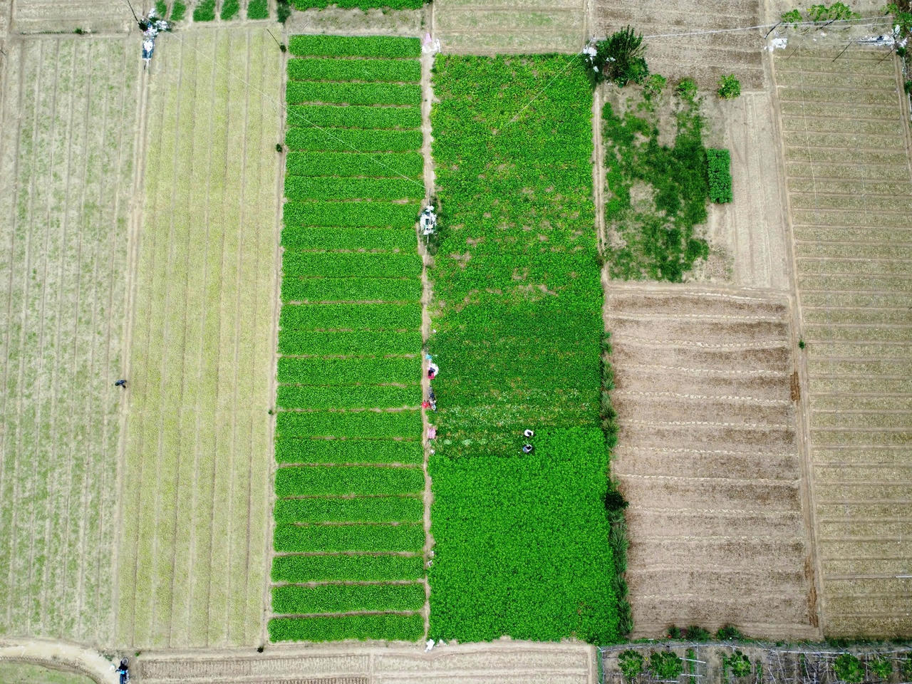 Làng rau lớn nhất Quảng Ngãi tất bật vào vụ Tết