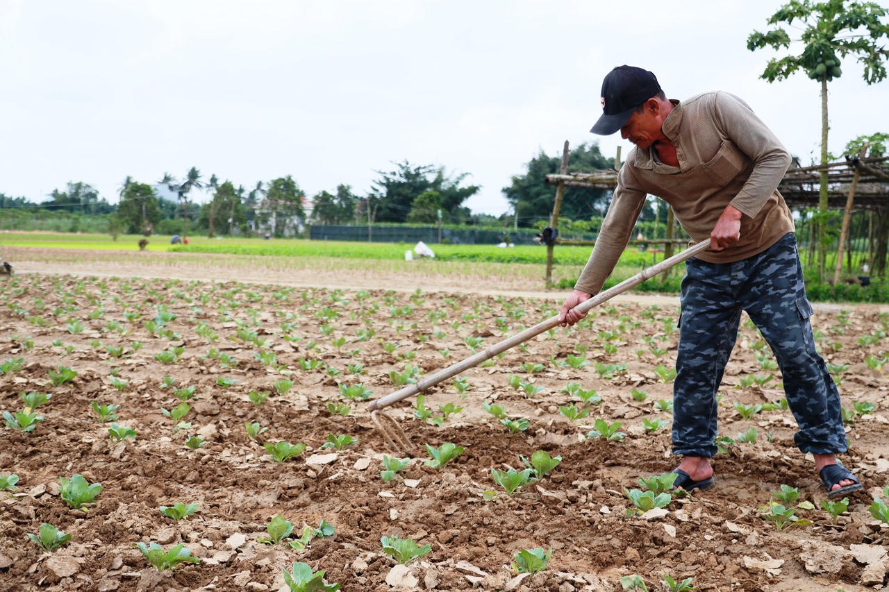 Làng rau lớn nhất Quảng Ngãi tất bật vào vụ Tết