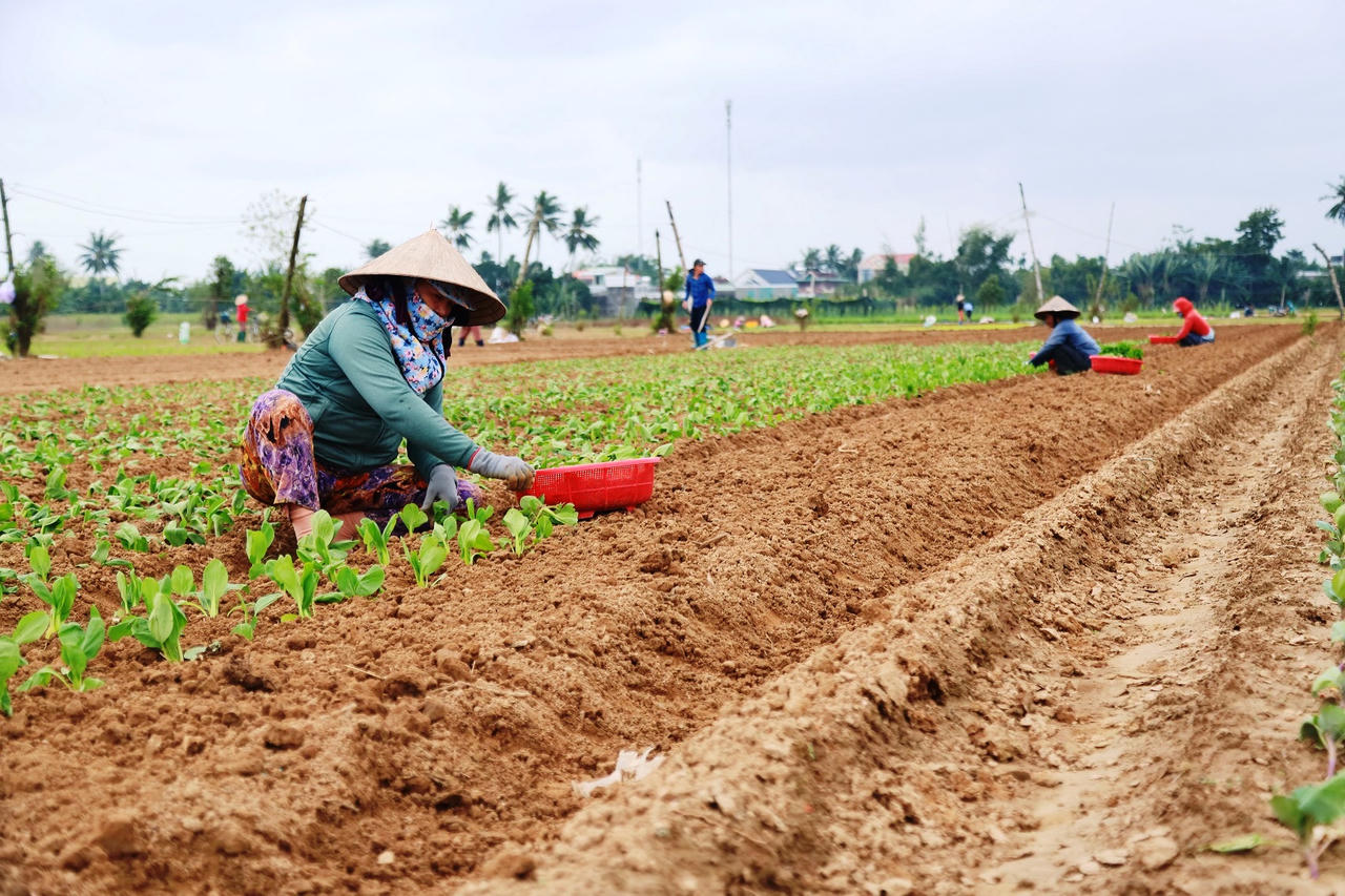 Làng rau lớn nhất Quảng Ngãi tất bật vào vụ Tết
