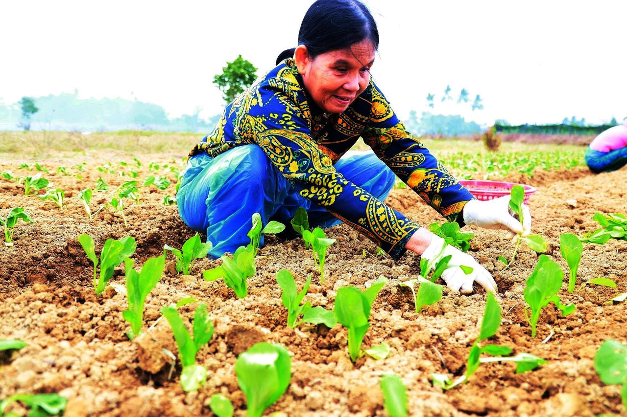 Làng rau lớn nhất Quảng Ngãi tất bật vào vụ Tết