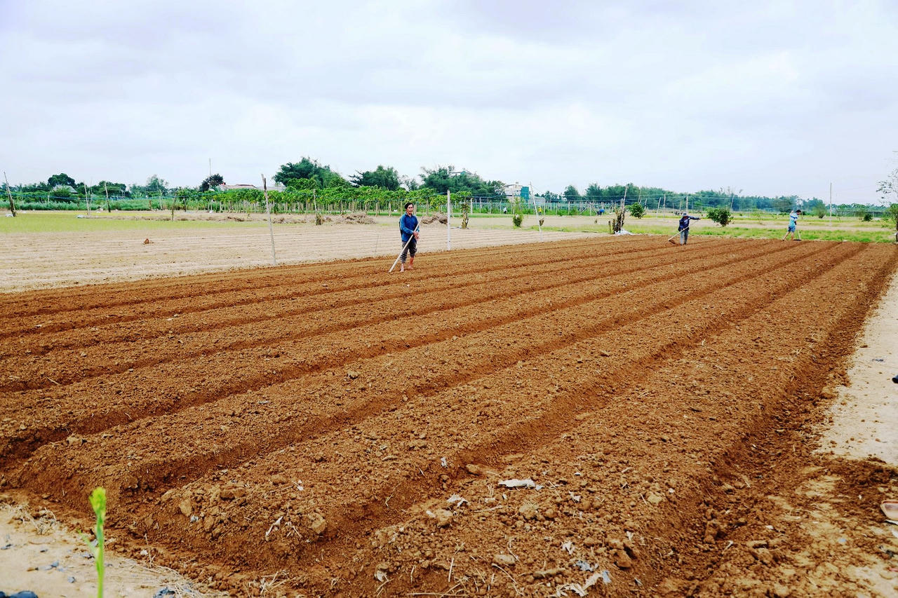 Làng rau lớn nhất Quảng Ngãi tất bật vào vụ Tết
