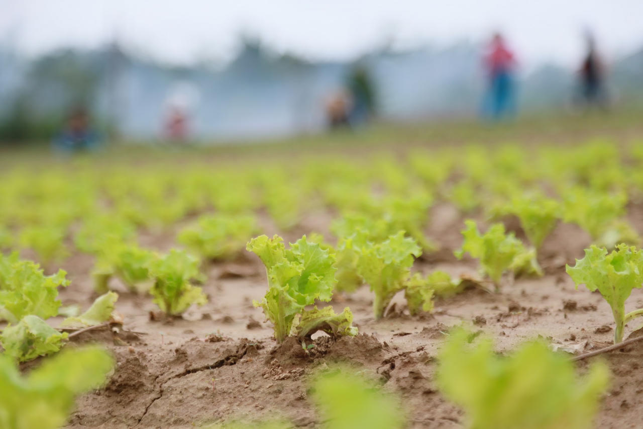Làng rau lớn nhất Quảng Ngãi tất bật vào vụ Tết