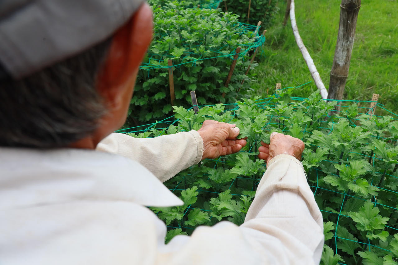 'Thủ phủ' hoa cúc Tết Quảng Ngãi rực sáng về đêm