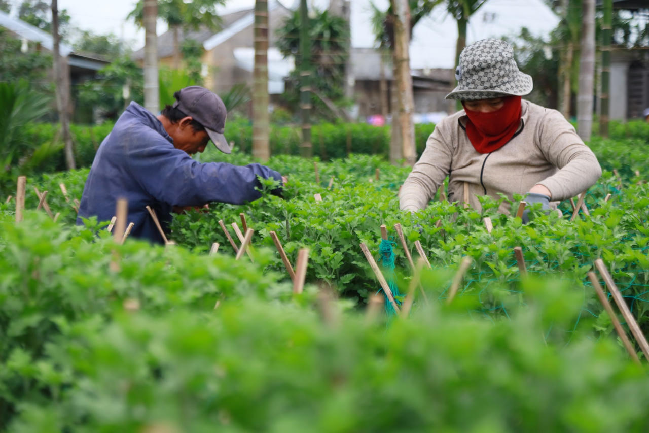 'Thủ phủ' hoa cúc Tết Quảng Ngãi rực sáng về đêm