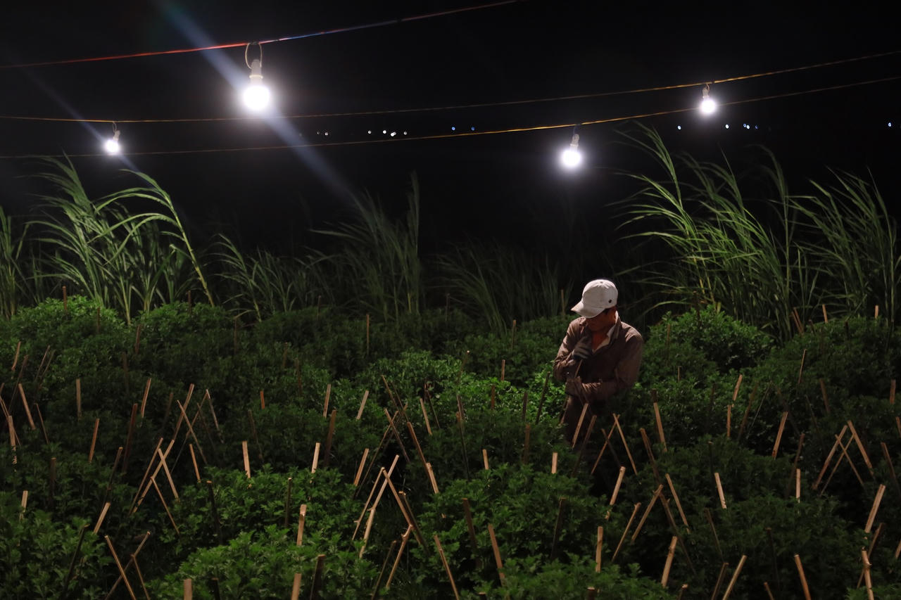 'Thủ phủ' hoa cúc Tết Quảng Ngãi rực sáng về đêm