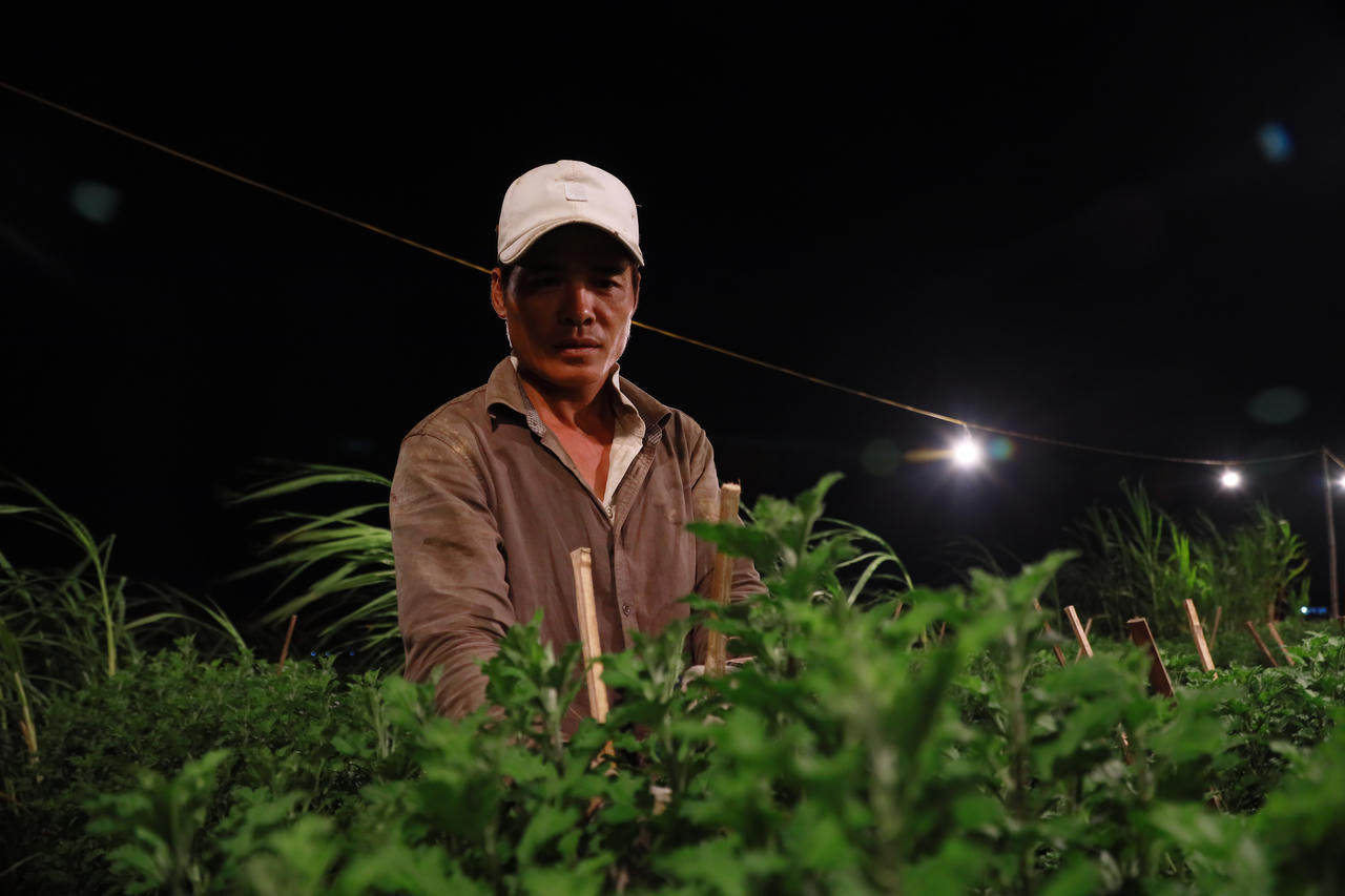 'Thủ phủ' hoa cúc Tết Quảng Ngãi rực sáng về đêm