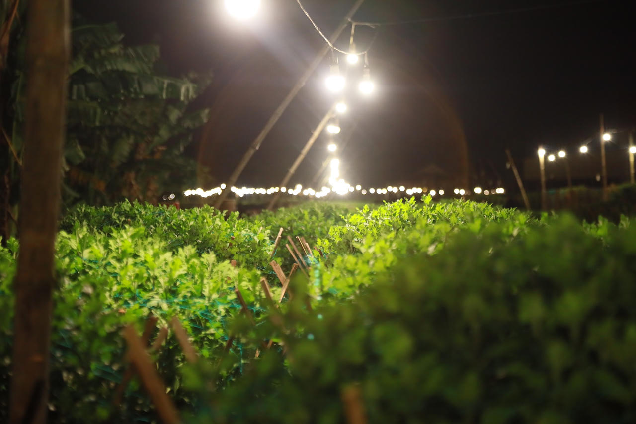 'Thủ phủ' hoa cúc Tết Quảng Ngãi rực sáng về đêm