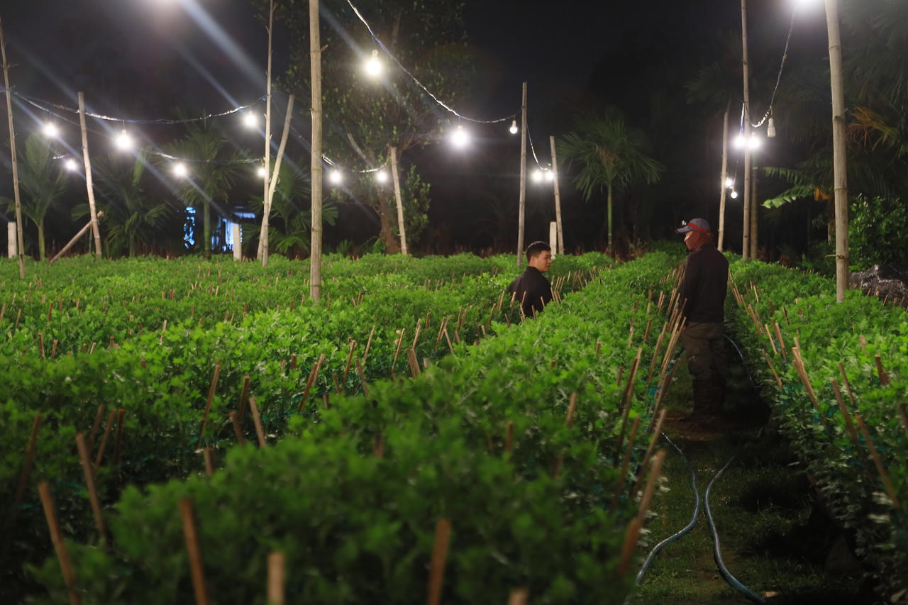 'Thủ phủ' hoa cúc Tết Quảng Ngãi rực sáng về đêm