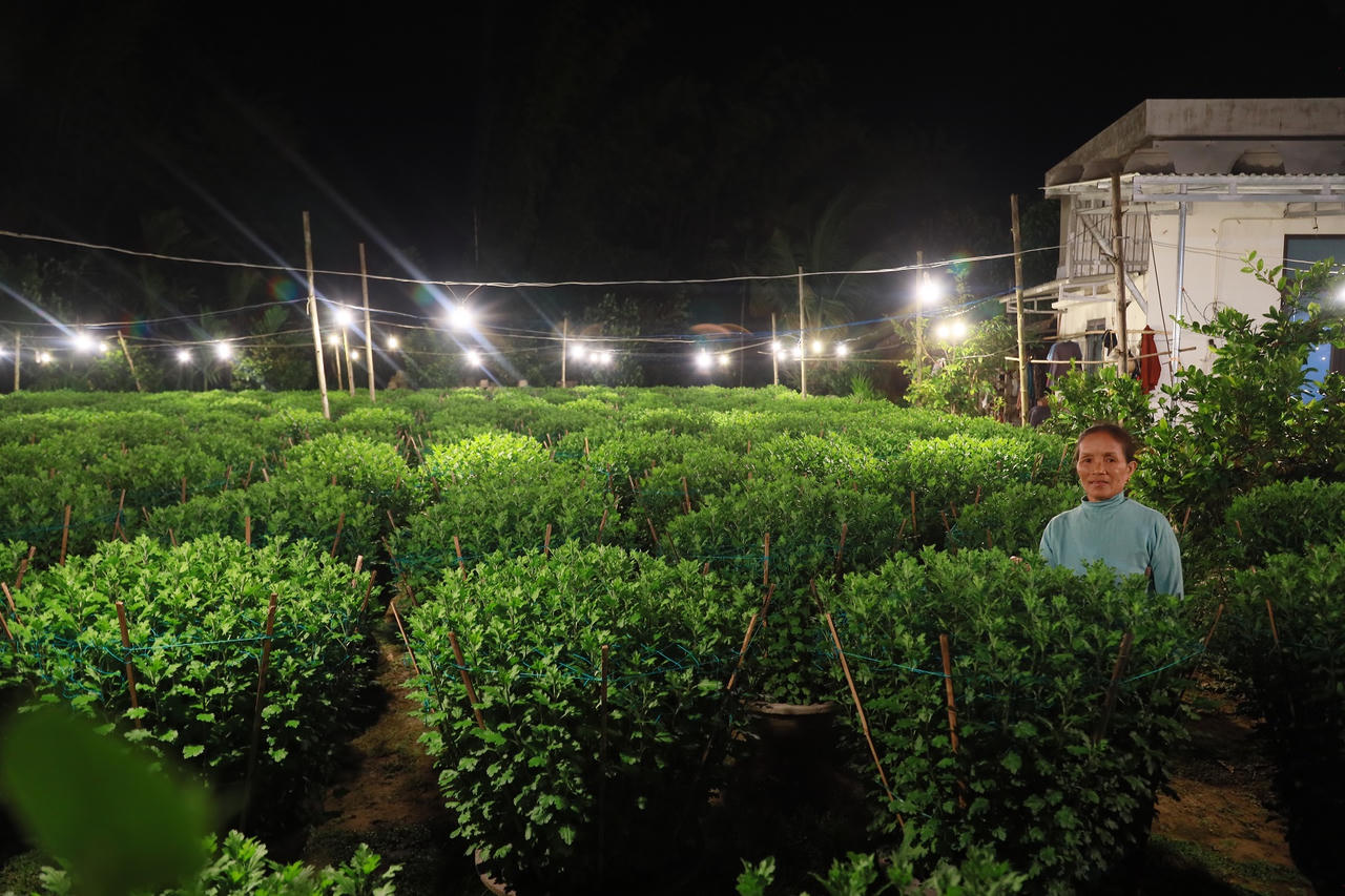 'Thủ phủ' hoa cúc Tết Quảng Ngãi rực sáng về đêm