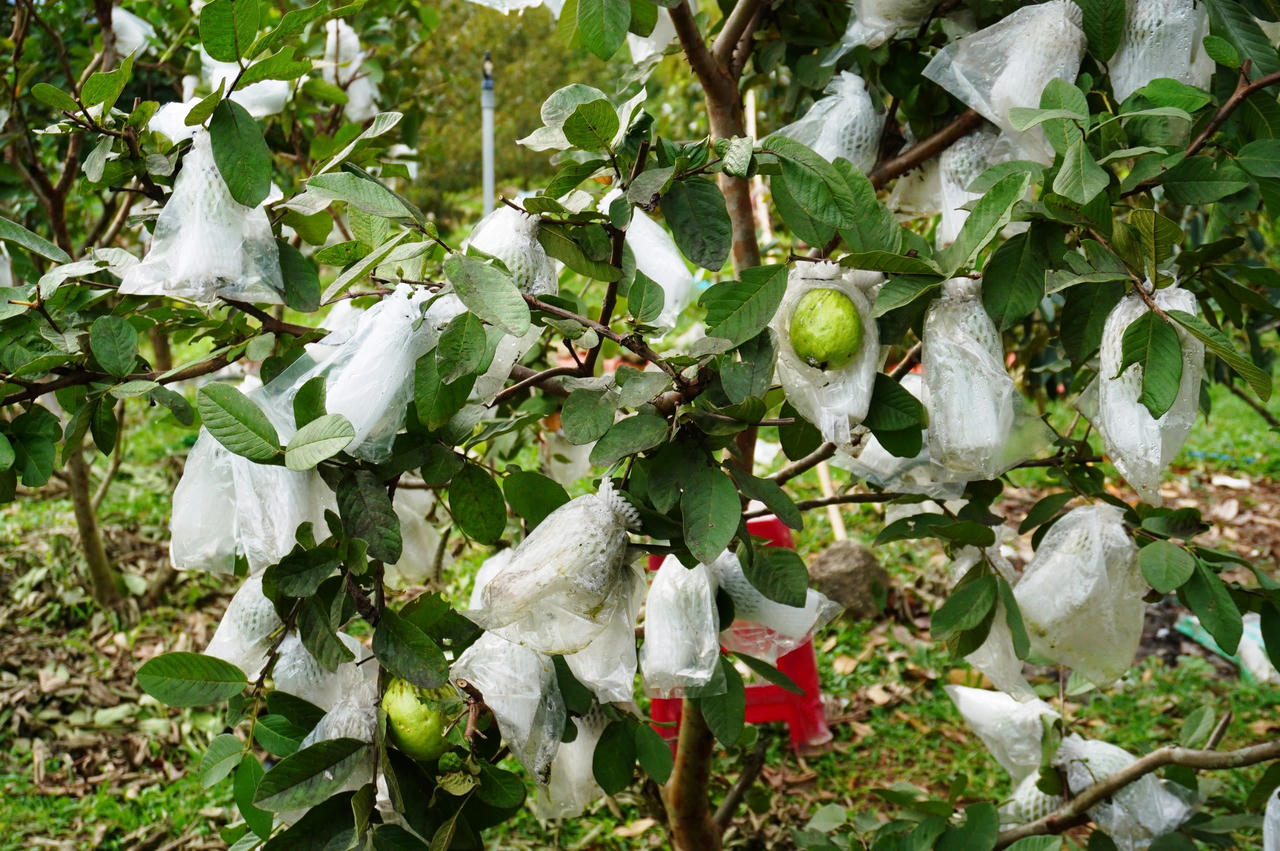 Miền núi Quảng Ngãi phát triển nhiều mô hình nông nghiệp hiệu quả