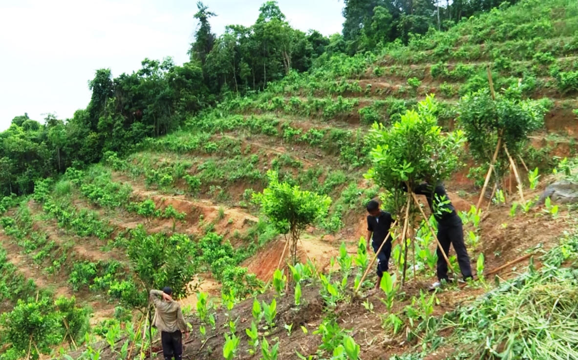 Miền núi Quảng Ngãi phát triển nhiều mô hình nông nghiệp hiệu quả