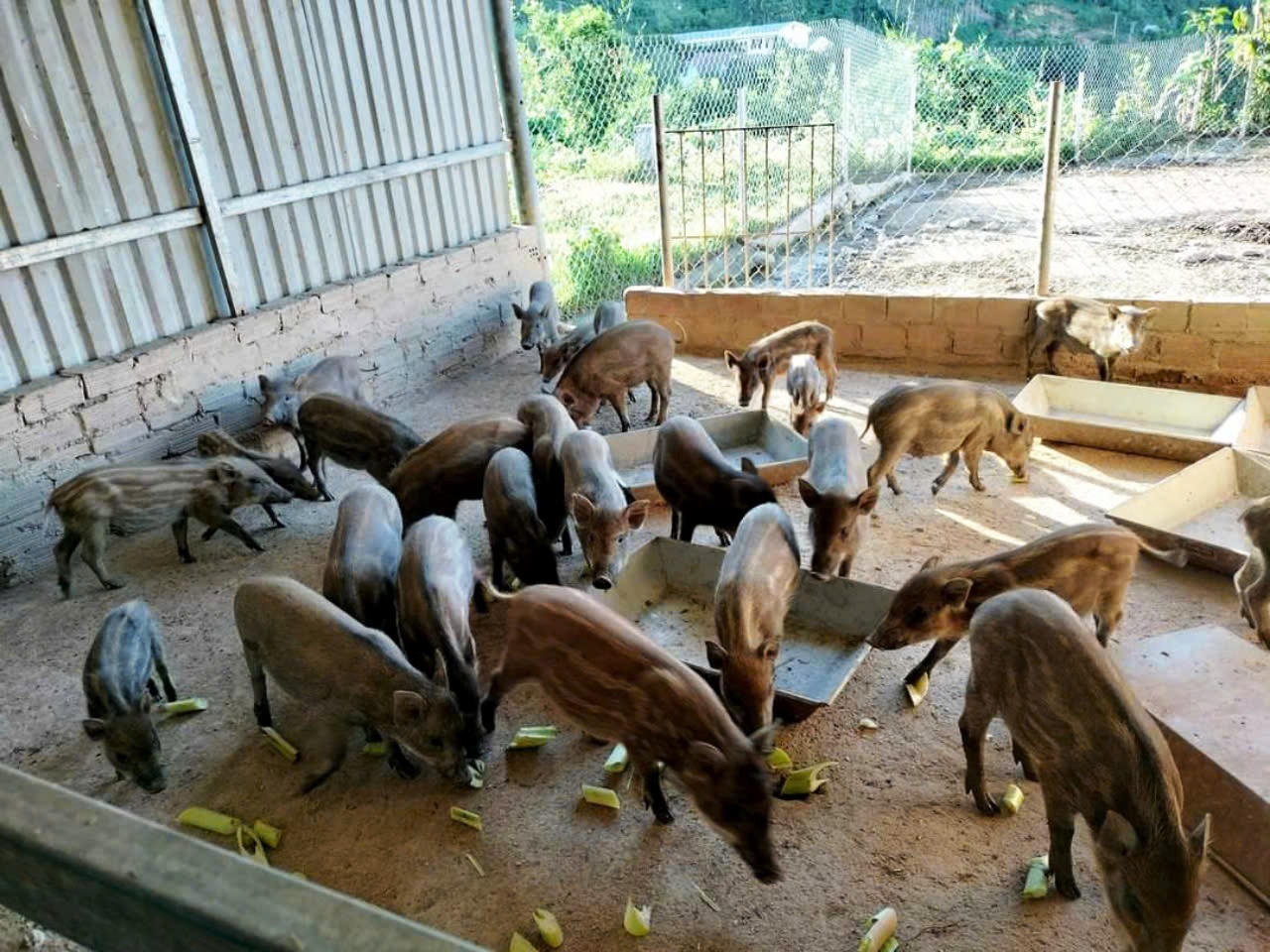 Miền núi Quảng Ngãi phát triển nhiều mô hình nông nghiệp hiệu quả