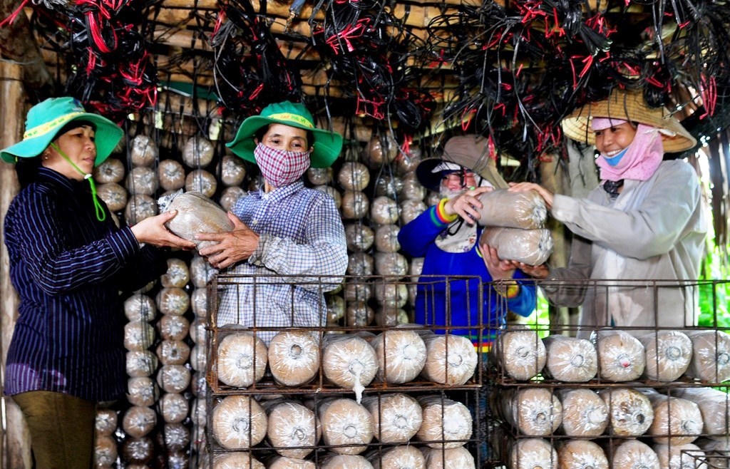 Nâng tầm sản phẩm OCOP ở Quảng Ngãi