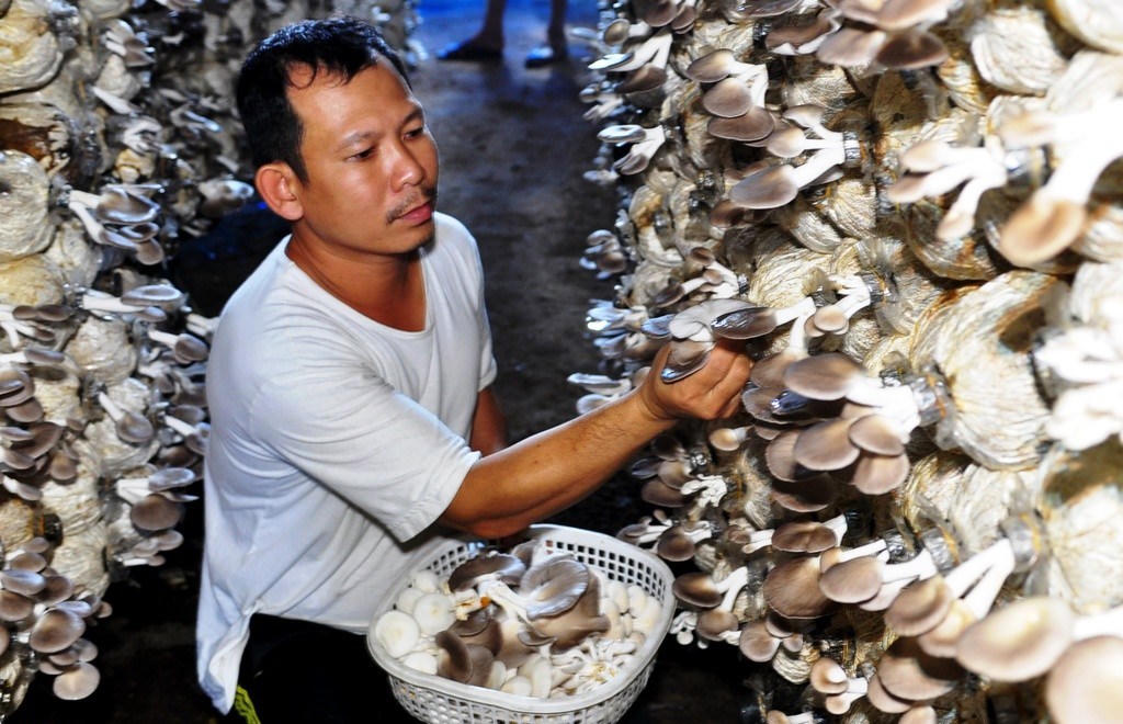 Nâng tầm sản phẩm OCOP ở Quảng Ngãi